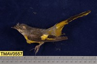 藏品(灰喉山椒鳥)的圖片